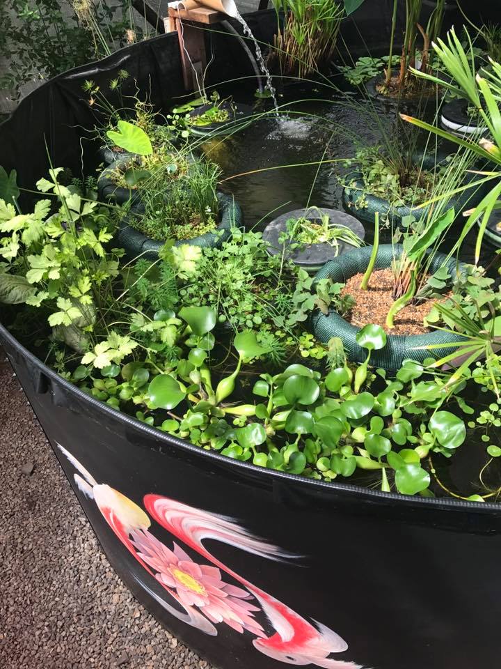 Aquatic plants and floating islands in a 33' Growing Dome Greenhouse