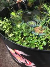Aquatic plants and floating islands in a 33' Growing Dome Greenhouse