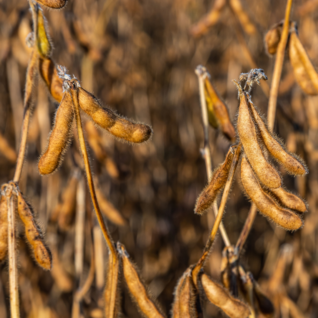 brown dried soybean pods still on the plant