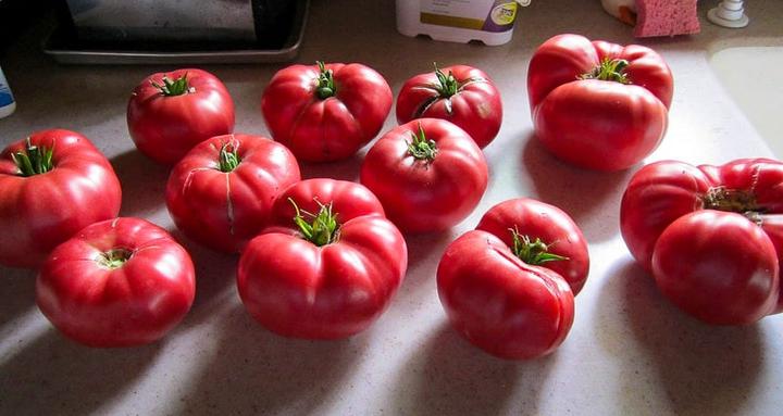 heirloom tomatoes grown in a greenhouse