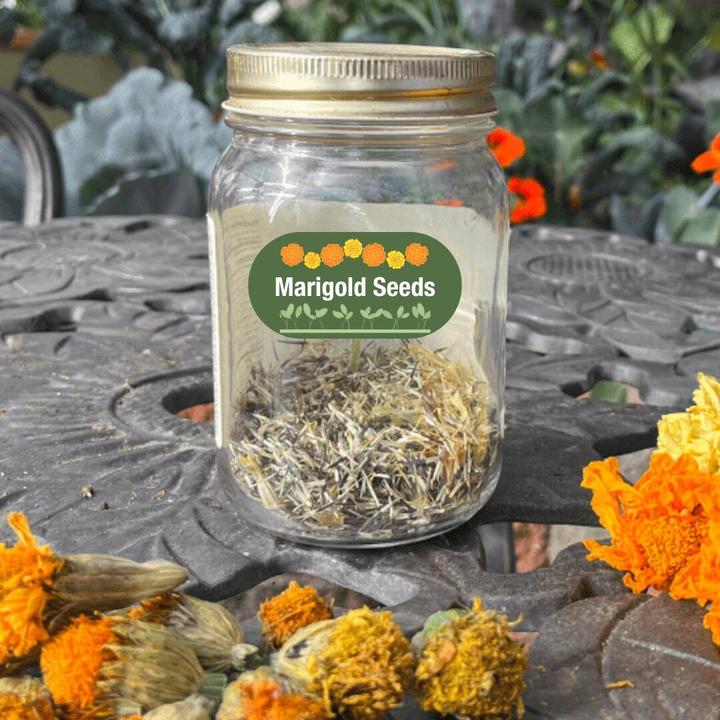 marigold seeds in a jar with dried flower heads in the foreground