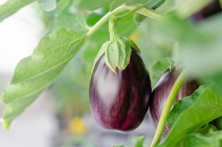 eggplant Pixabay photo