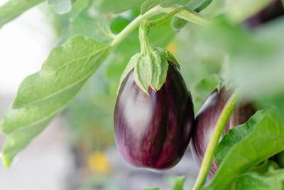 Eggplant image