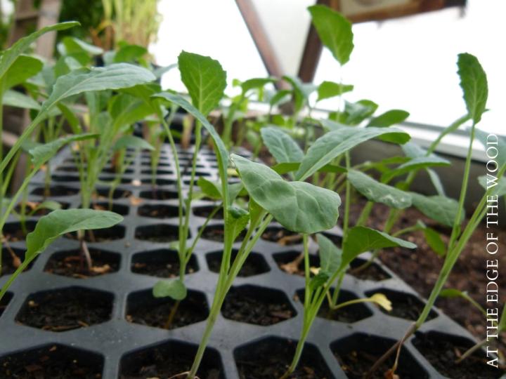 seedlings growing in a seedling tray inside of a greenhouse