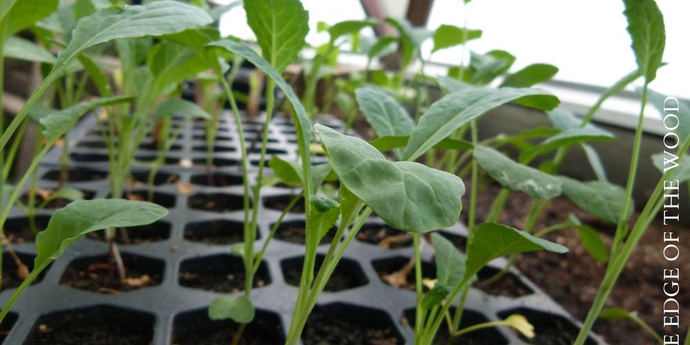 At-the-Edge-of-the-woods-horizontal-2021-03-31T102530.227