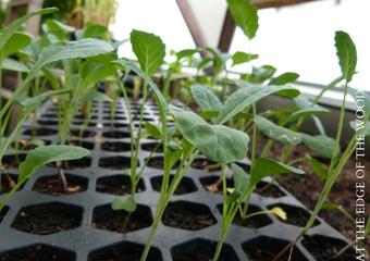 At-the-Edge-of-the-woods-horizontal-2021-03-31T102530.227