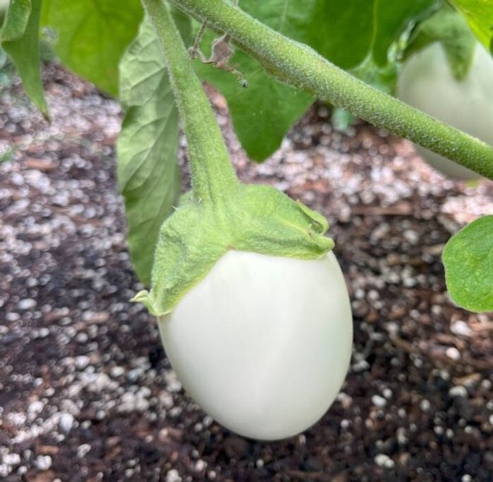 white egg-shaped eggplant