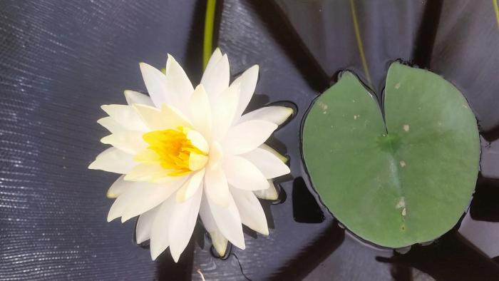 White water lily flower with yellow center and one large leaf floating in a pond