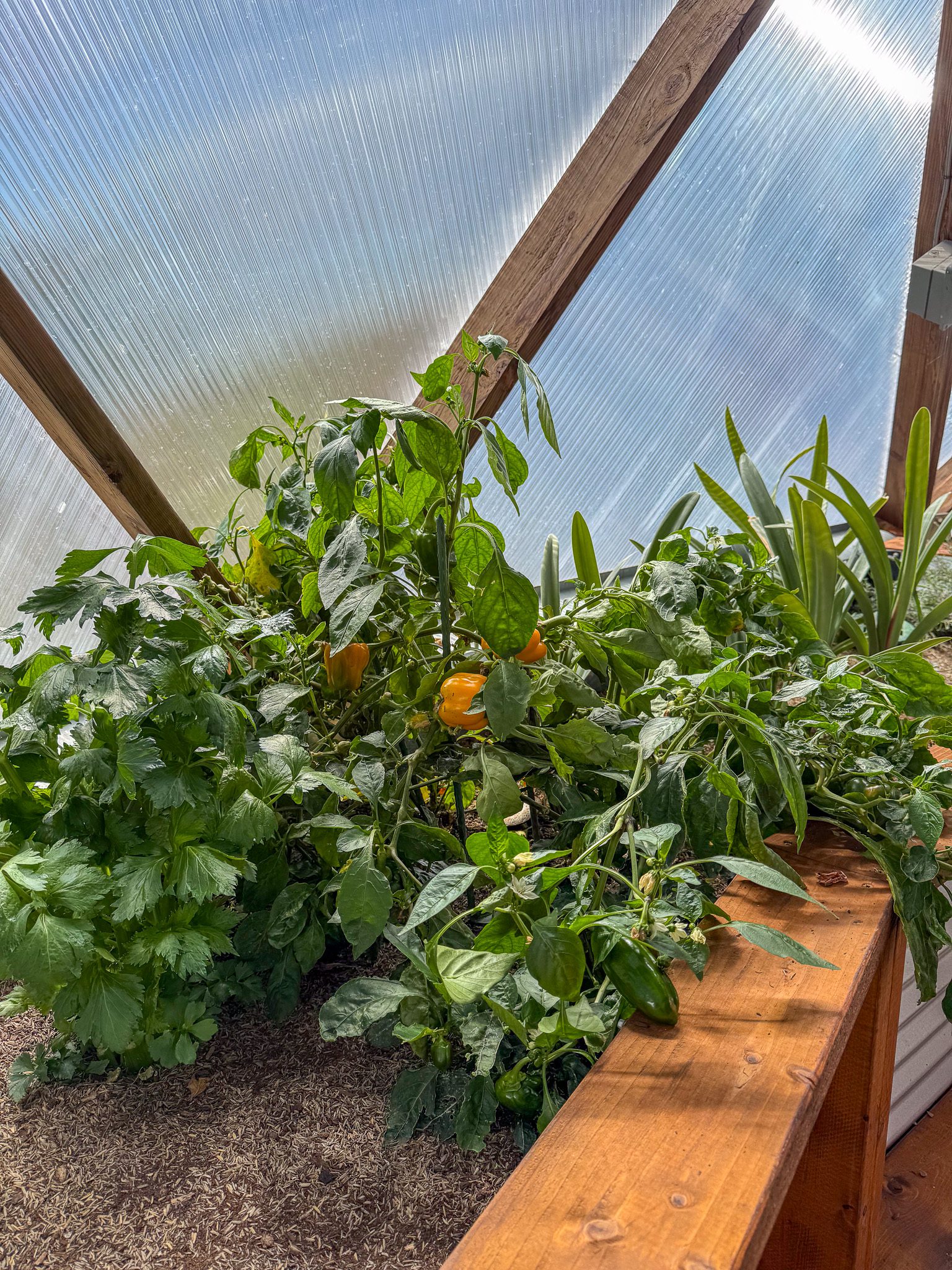 An assortment of vegetables and orange peppers growing in a raised garden bed of a greenhouse.