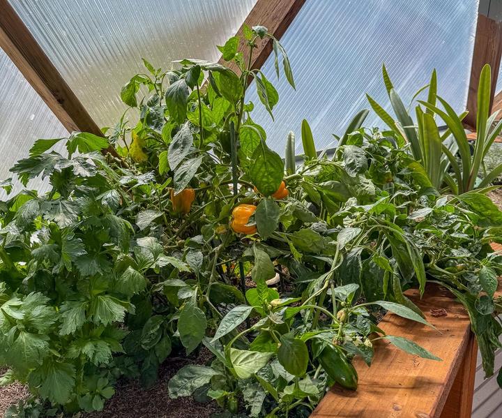 An assortment of vegetables and orange peppers growing in a raised garden bed of a greenhouse.