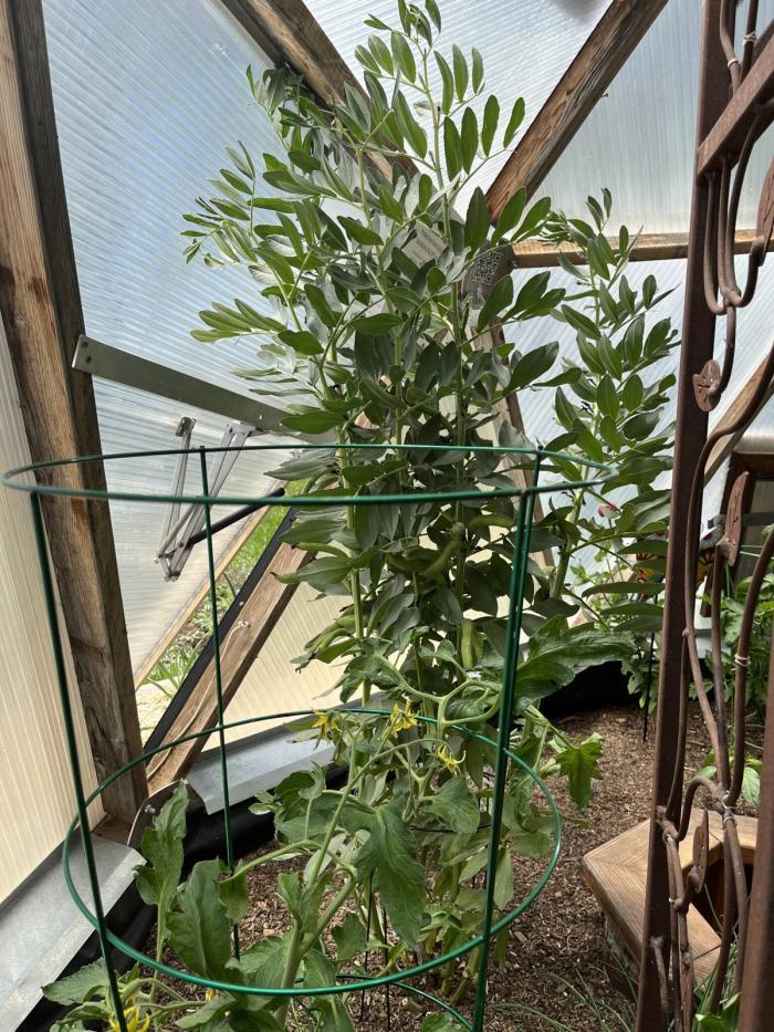 growing fava beans and tomato plants