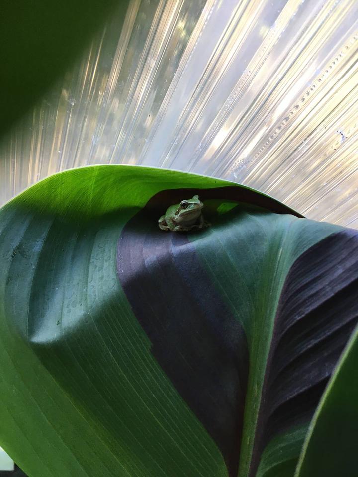 Tree frog hiding in a banana leaf. The ribs of the leaf mimic the lines of the polycarbonate in the background.