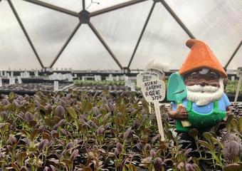 Growing Domes In The News, Spring 2020