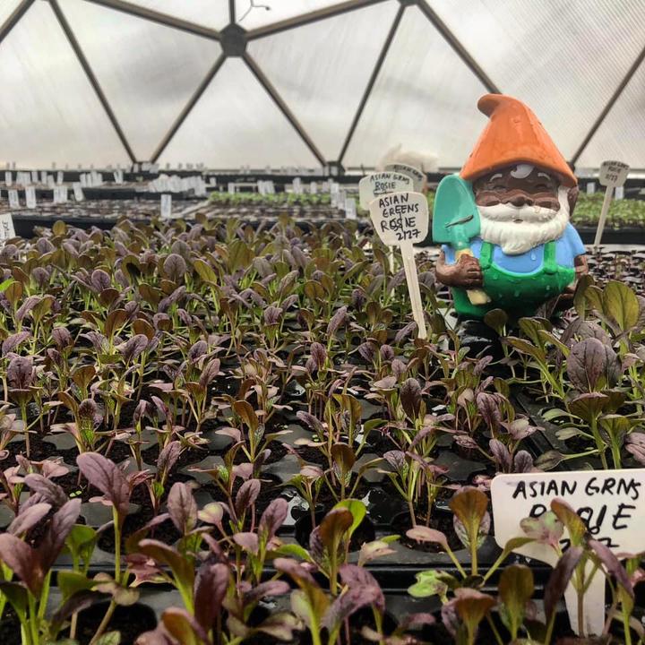Plant starts and a garden gnome