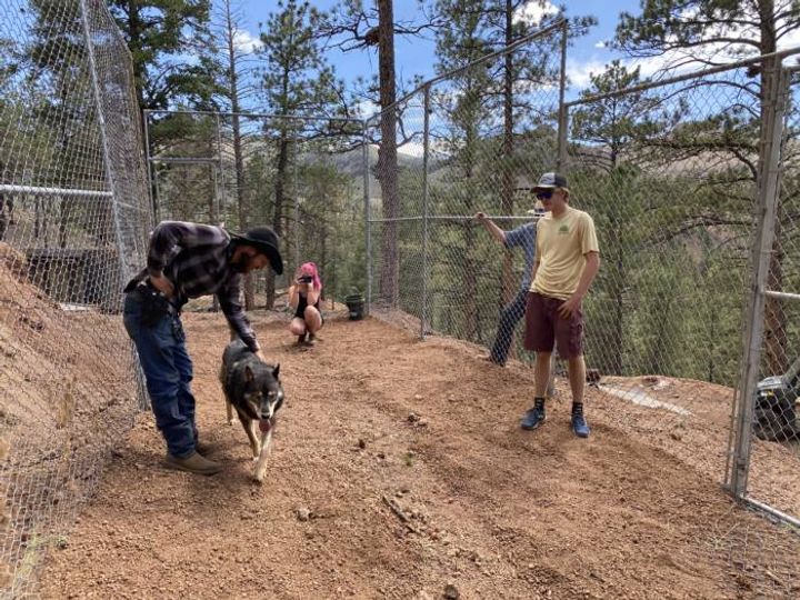 People petting a wolf