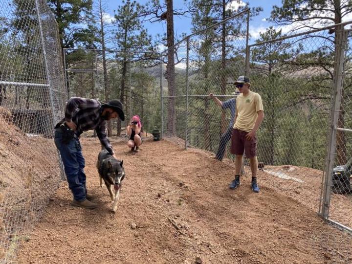 People petting a wolf