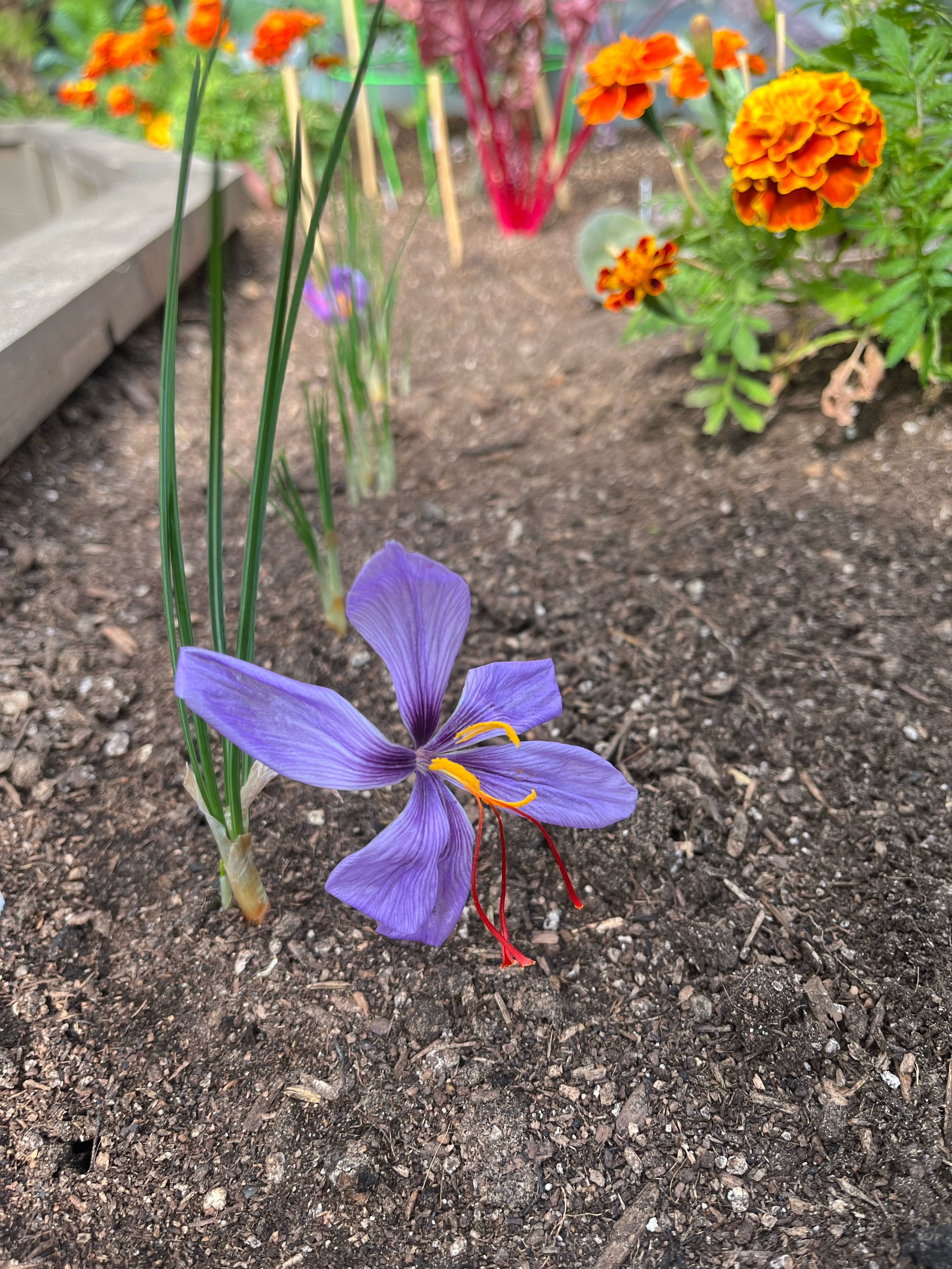 Saffron flower past it's prime harvest point