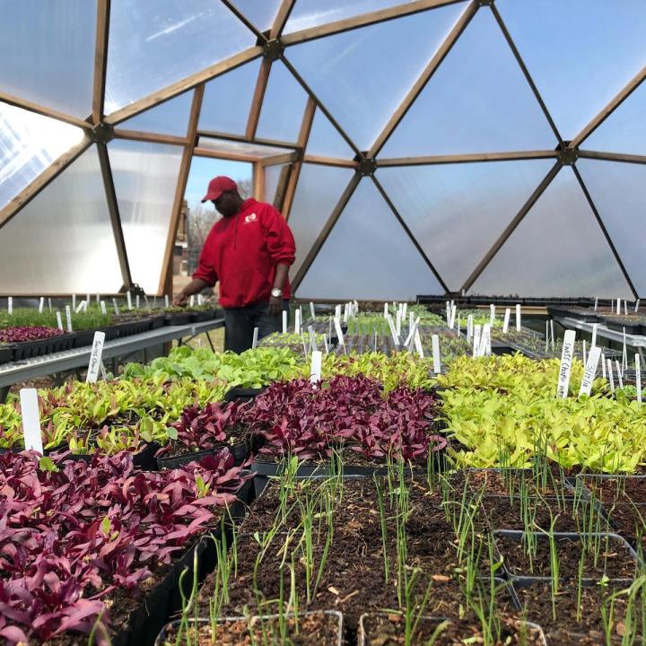 trays of seedlings inside a geodesic dome greenhouse with a person in the background