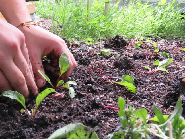 transplanting chard seedlings with cover crop in background