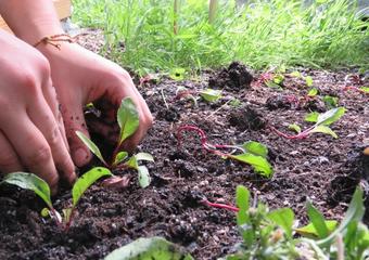transplanting chard seedlings with cover crop in background