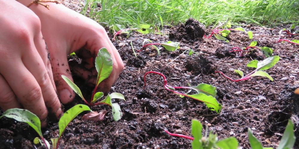transplanting chard seedlings with cover crop in background