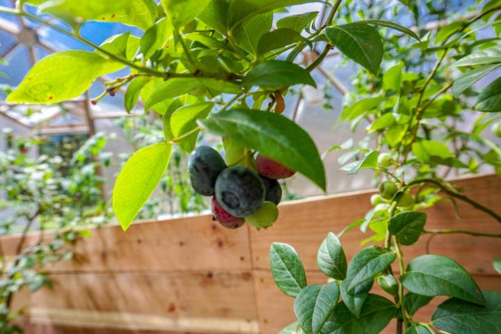 Growing Blueberries ripening in a greenouse