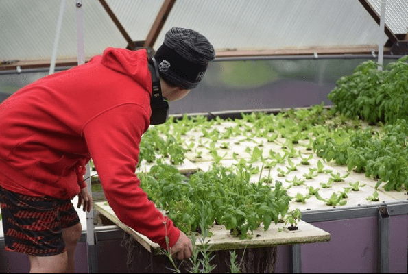 Student tending plants in a deep-water culture bed inside the Growing Dome at Eliada Homes in Asheville, North Carolina