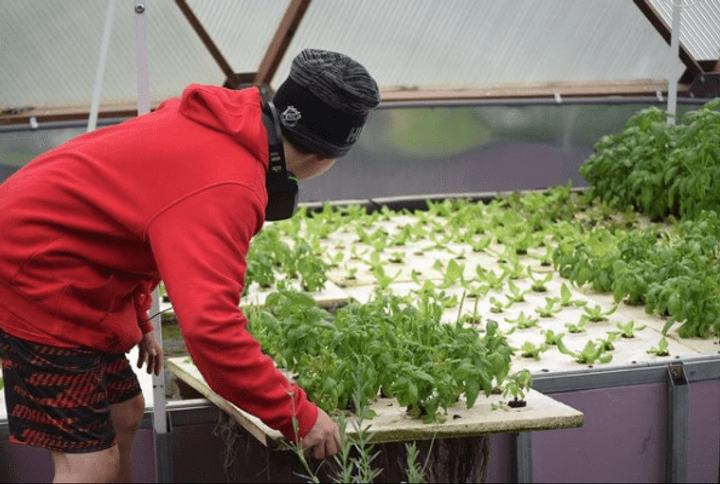 Student placing plants into an aquaponics system