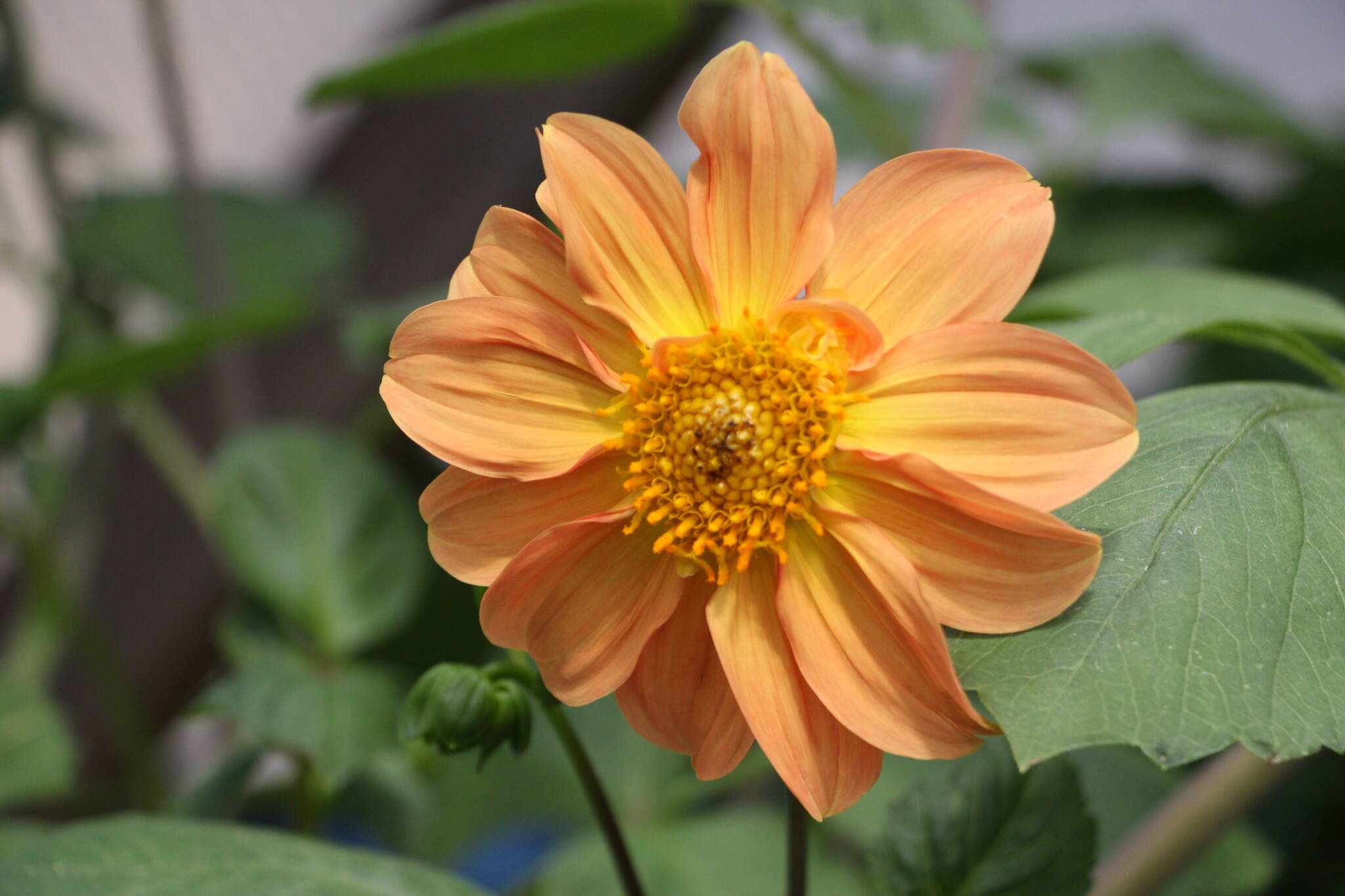 peach dahlia