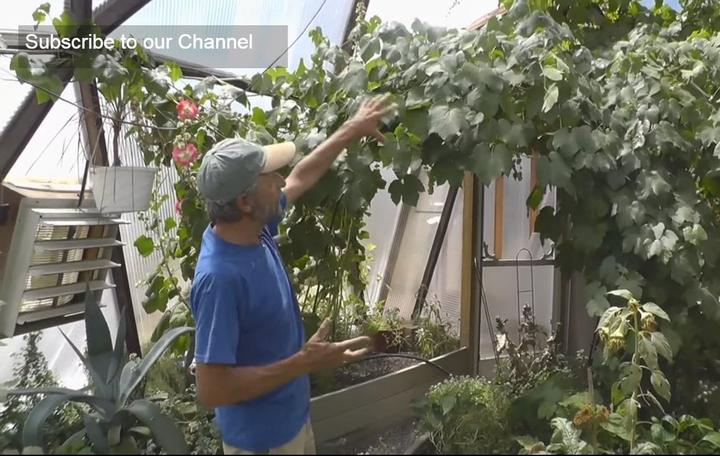 Gardener demonstrating greenhouse growing on multiple levels