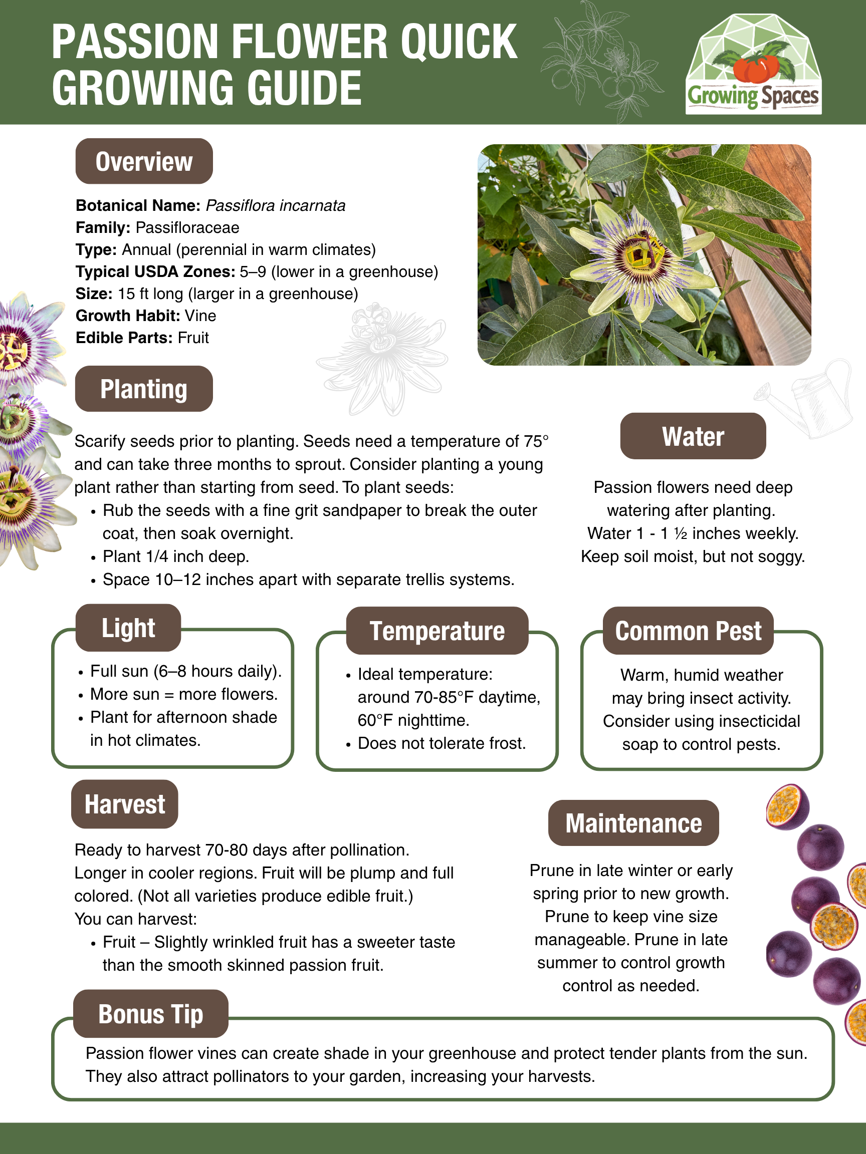 Passion Flower Growing Guide image