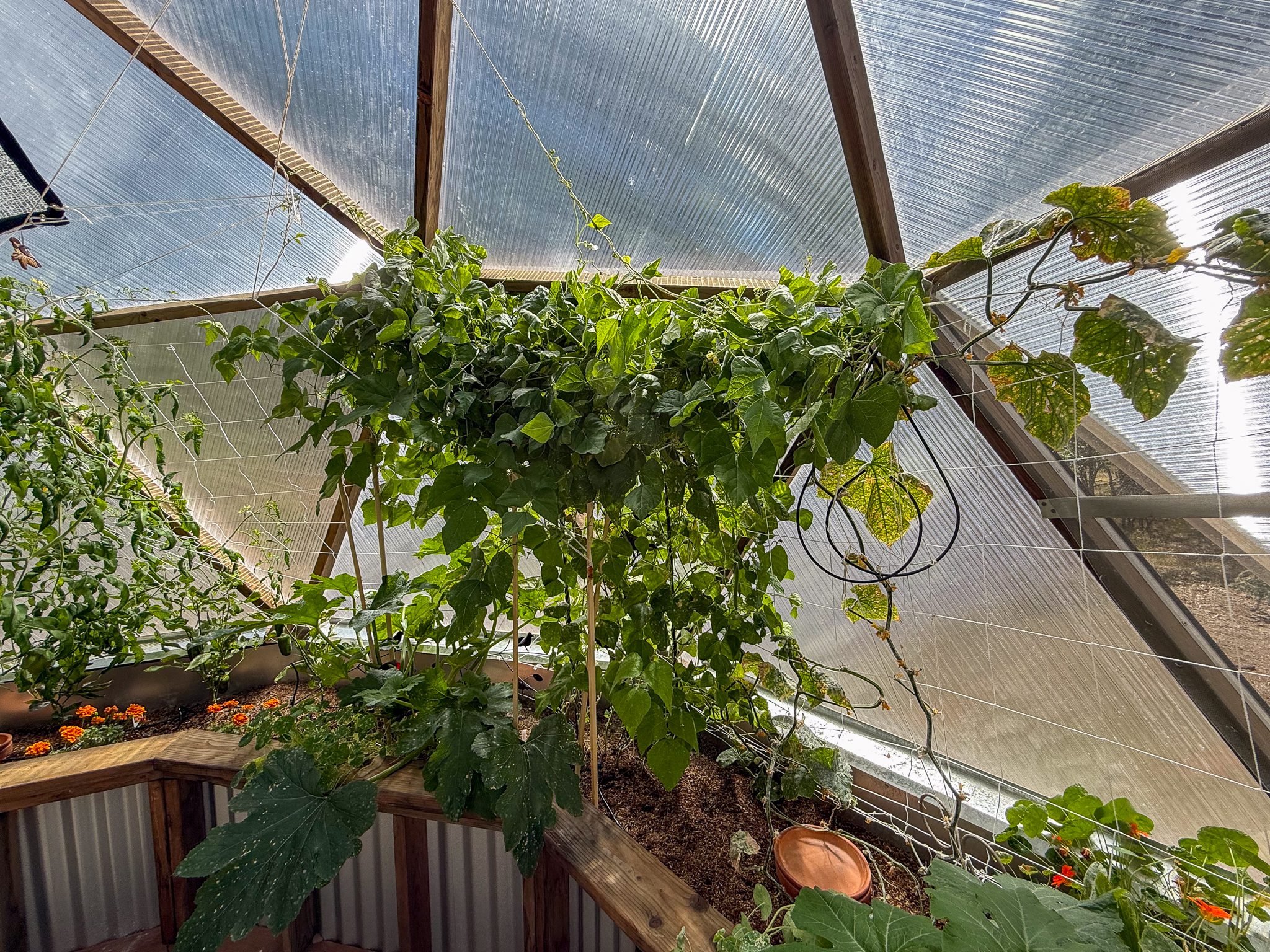Cucumber vine recovering from powdery mildew and a large bean plant next to it in a greenhouse