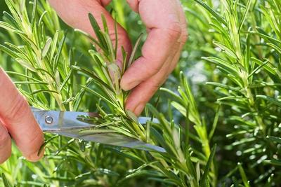 Rosemary image