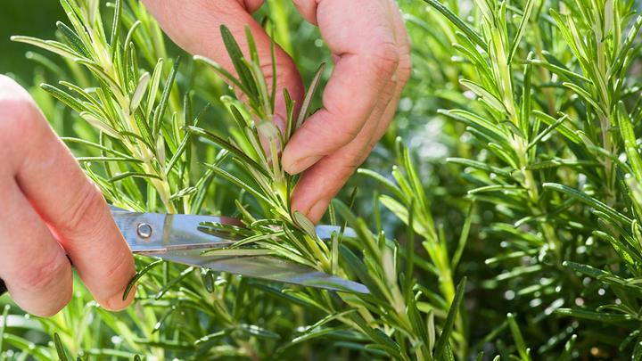 Garden herbs for flu - rosemary