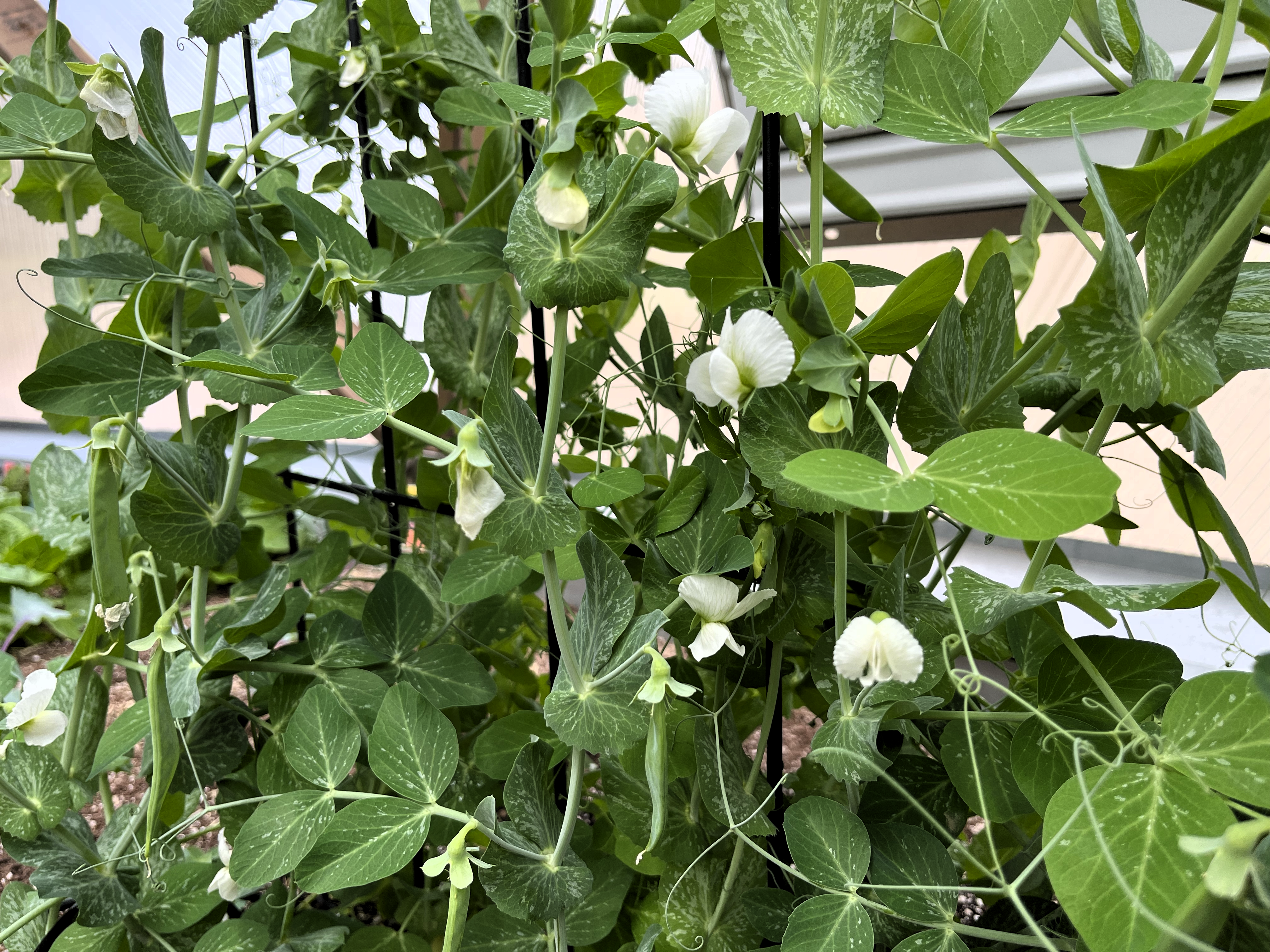 pea vines with white flowers growing in a dome