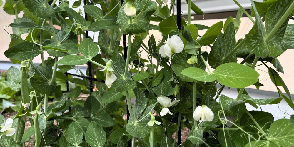 pea vines with white flowers growing in a dome