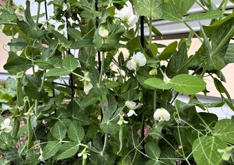 pea vines with white flowers growing in a dome