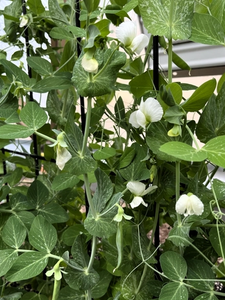 pea vines with white flowers growing in a dome