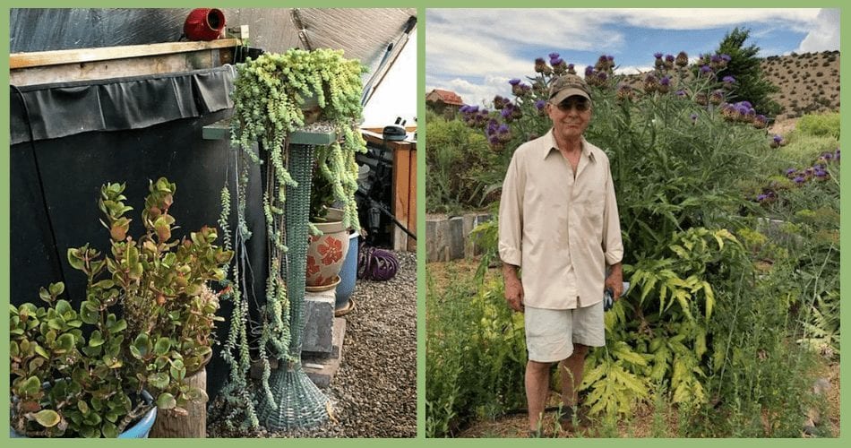 Succulents in the dome and volunteer artichokes outside