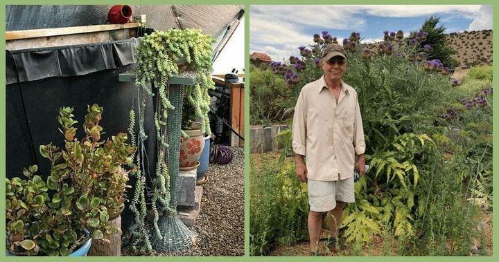 Succulents in the dome and volunteer artichokes outside
