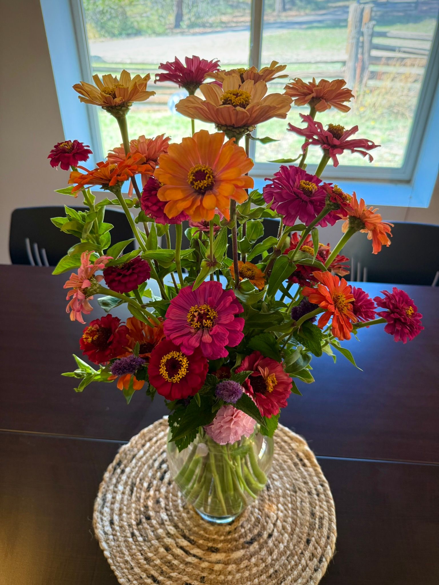 bouquet of freshly picked zinnia cut-flowers