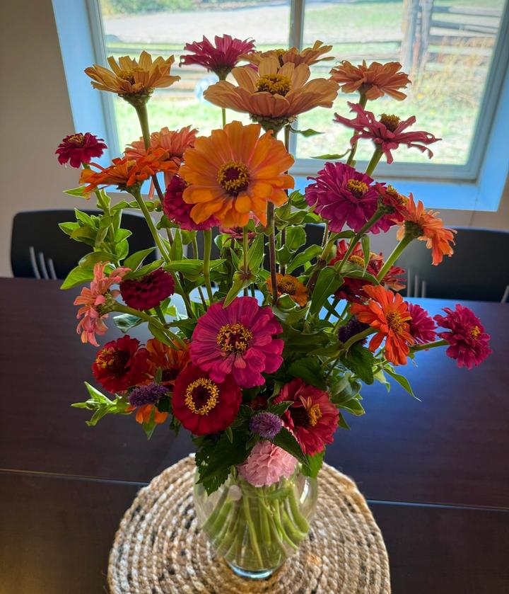 bouquet of freshly picked zinnia cut-flowers