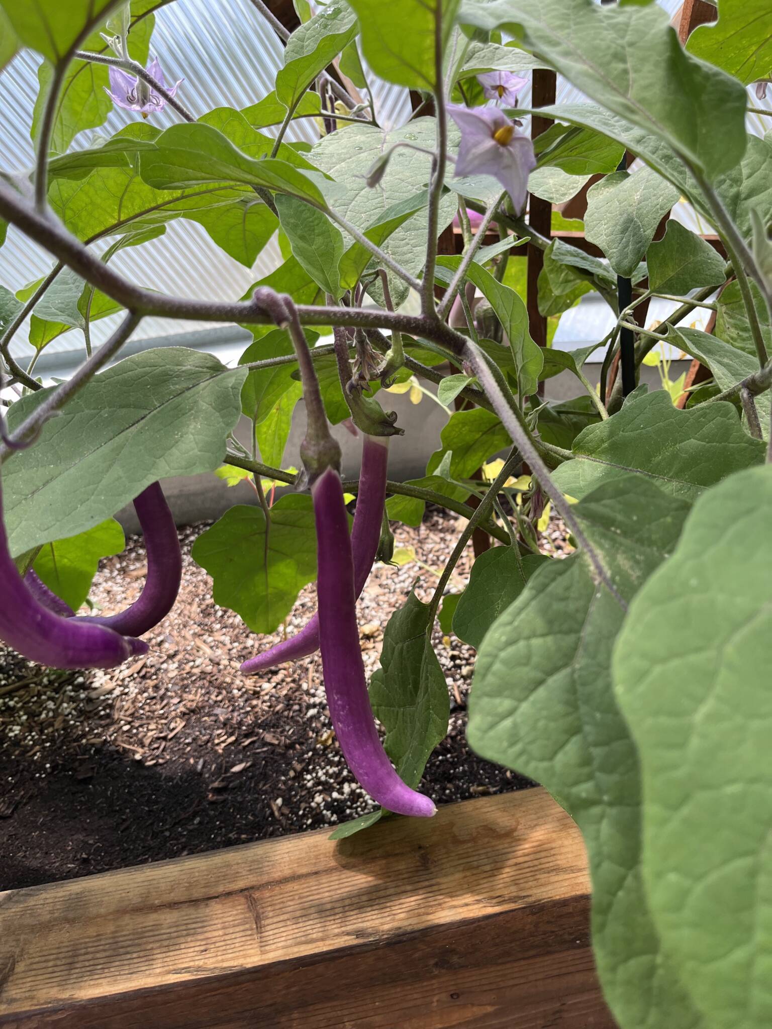 eggplant