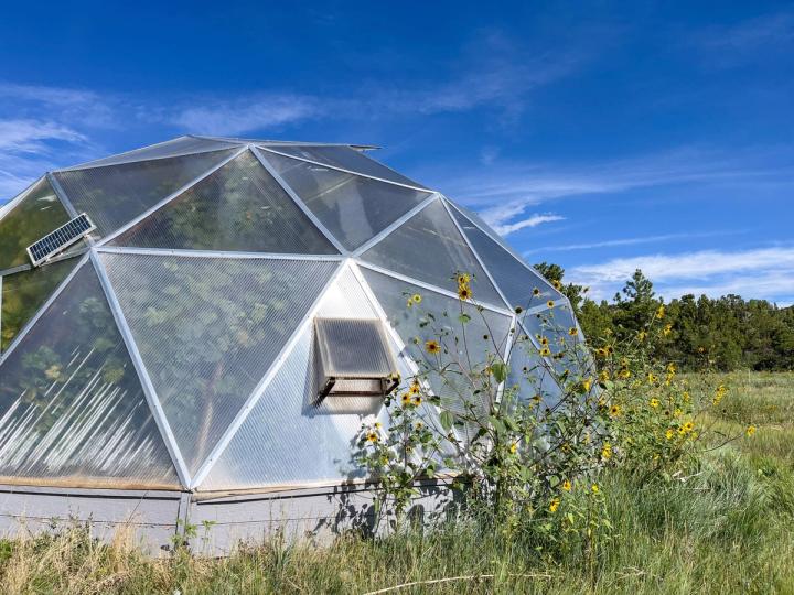 33' Growing Dome with grape leaves visible through the polycarbonate and wild sunflowers growing outside