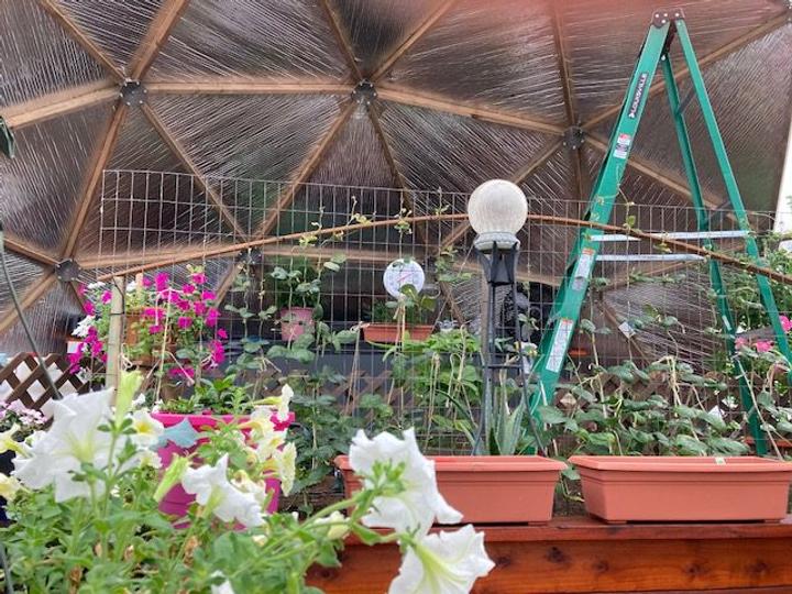white flowers in the front with a greenhouse and garden globes in teh background