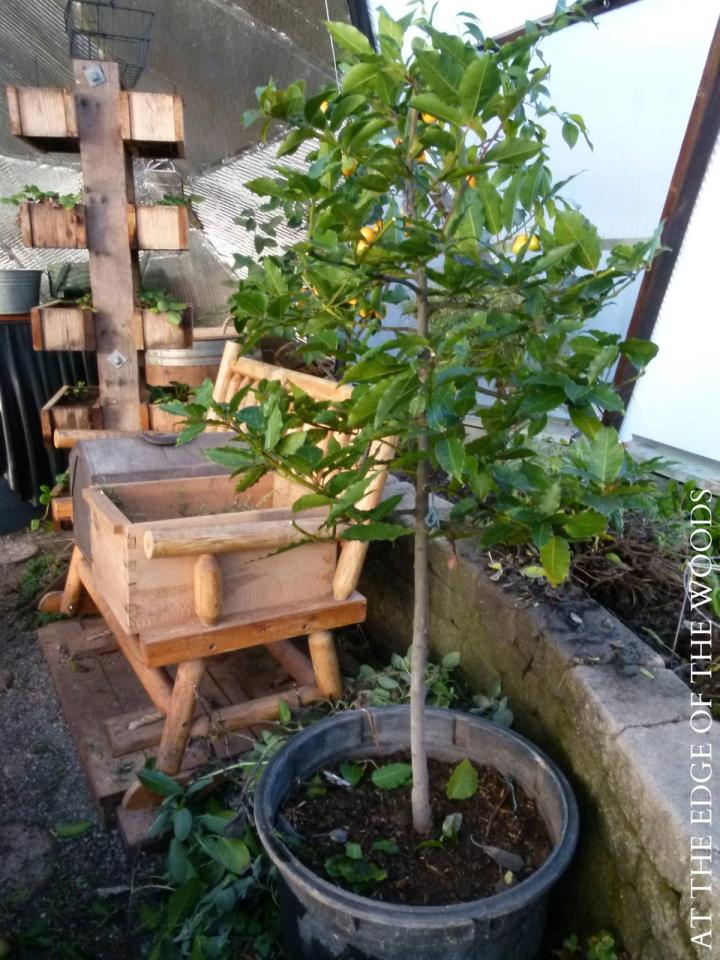 lemon tree in homestead garden 