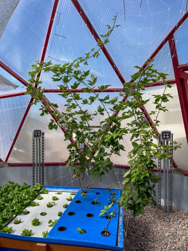 Blackberry bush growing out of a deep water culture aquaponics bed