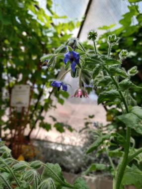 borage flowers