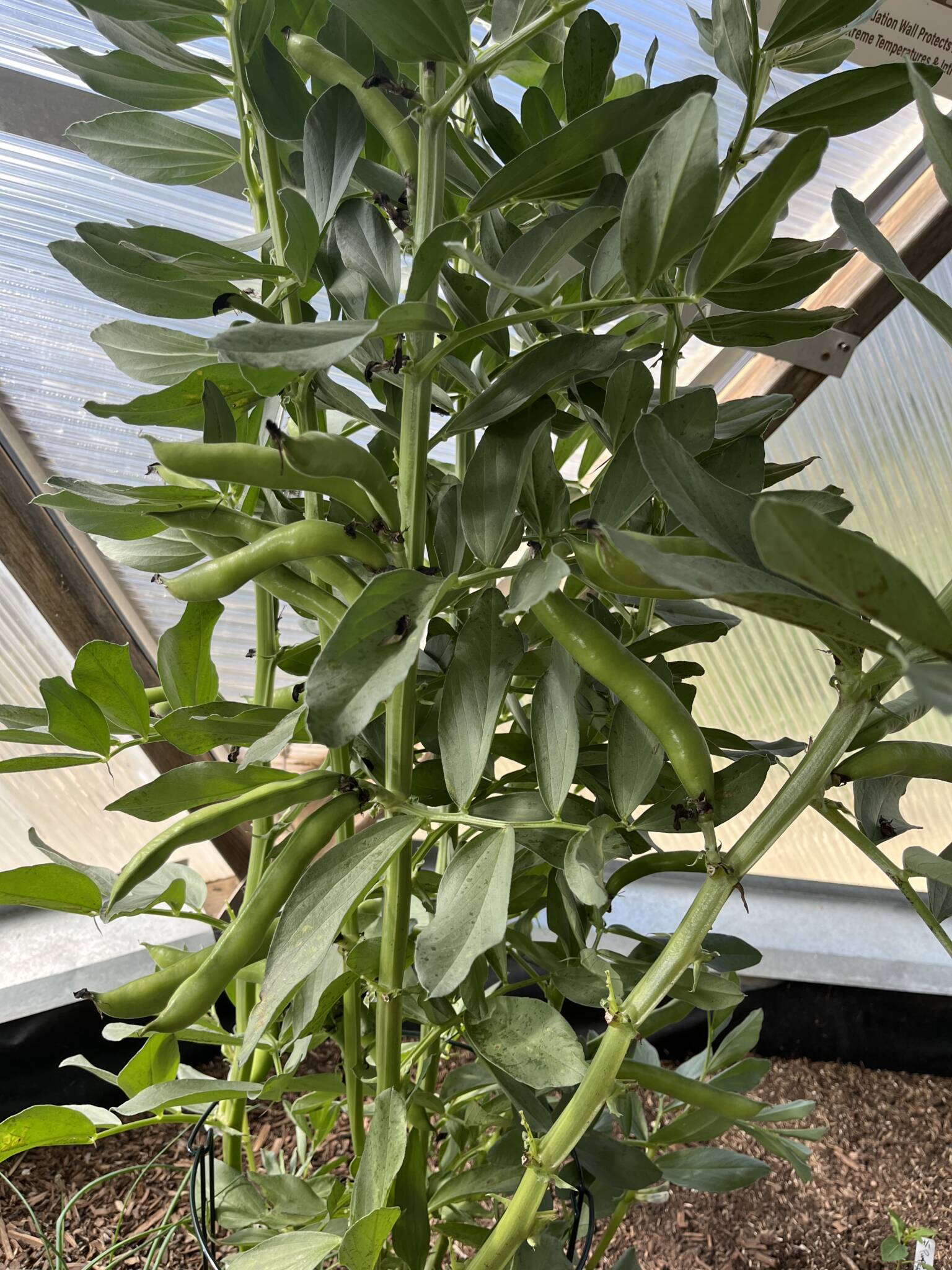 growing fava beans