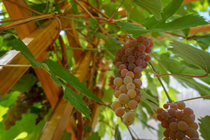 looking up at a grapevine growing on a trellis in a dome greenhouse with grapes starting to ripen